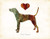 Plott Hound Dog Breed Watercolor Art Print by Dan Morris