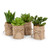 Abbott Collection Succulents in Burlap Wrap, Green (Set of 4)