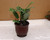 Green Prayer Plant - Maranta - Easy to grow - 4 inch ceramic Pot red color - Easter Plant-unique from jmbamboo