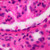 Human Simple Squamous Epithelium sec. 7 m H and E Microscope Slide