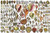 Laminated North American Seashells Educational Chart Ocean Poster 24x36