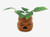 Silver Buffalo Harry Potter Mandrake Face Mini Ceramic Planter Brown  HP2407EH