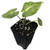 New Guinea Gold Elephant Ear Live Plant - Alocasia