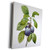 3dRose Dooni Designs Redoute Fruits and Flowers - Redoute Vintage Watercolor Fruit Garden Plums Prunus Domestica - Museum Grade Canvas Wrap  cw_106855_1