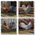 Barnyard Roosters - Square Tumbled Stone Coasters