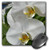 3dRose LLC 8 X 8 X 0.25 Inches White Orchids Mouse Pad (mp_23585_1)