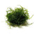 SubstrateSource Taxiphyllum barbieri Java Moss Live Freshwater Aquarium Plant