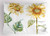 Ambesonne Watercolor Pillow Sham Alluring Sunflowers Summer Inspired Design Agriculture Decorative Standard King Size Printed Pillowcase 36 inch  X 20 inch  Yellow Green