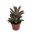 Chocolate Soldier Plant - Kalanchoe tomentosa - 2.5 inch  - Easy to Grow Succulent