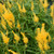 Outsidepride Celosia Yellow - 1000 Seeds