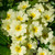 Outsidepride Common Primrose Yellow - 200 Seeds