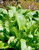 Mustard Greens Seed Old Fashioned Green Heirloom Non GMO 100 Seeds