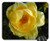 Mouse Pad - Yellow Rose Petals Pistils Macro Nature