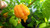 Trinidad Yellow Scorpion 6 Dried Peppers 4.99