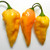 Wayland Chiles Devils Tongue Chile Seeds -Yellow-