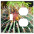 2-Gang Toggle Outlet Combination Wall Plate Cover - Cactus Spur Green Prickly Plant Thorns Nature 15