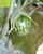 10 KERMIT EGGPLANT Green White Thai Solanum Melongena Fruit Vegetable Seeds