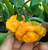 40 YELLOW SCOTCH BONNET PEPPER very hot Jamaican Capsicum Annuum Vegetable Seeds