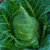 Champion Collard Green Seeds - 1/4 LB ~22400 Seeds - Non-GMO Heirloom Open Pollinated Vegetable Gardening  and  Microgreens Seeds