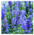 Earthcare Seeds Blue Bedder Sage 500 Seeds -Salvia farinacea- Non GMO Heirloom