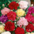 400 Carnation Seeds - Chabaud Mix - Pink purpleRed white and Yellow.