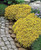 1000 Sedum Acre - Golden Carpet Yellow Stonecrop ground cover Flower Seeds-