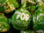 Green Apple Tootsie Pops 60 Count Bulk