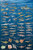 Laminated Sharks And Kin Educational Poster Chart 24X36