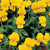 Viola Cornuta Perfection Yellow Perennial Seeds