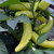 Hungarian Yellow Wax Hot Pepper Garden Seeds - 1 Oz - Non-GMO Heirloom Vegetable Gardening Seed