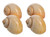 Hermit Crab Shells - Turbo Shells - 4 Golden Snail Shells - Shell Size 2 inch- 3.5 inch - Hermit Crab House for Decor - Plus Free Nautical eBook by Joseph Rains