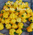 -25 Plus- MOA Yellow Jamaican Scotch Bonnet Pepper Seeds
