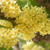 Elwyn 15 Courtyard osmanthus Flower Seeds Yellow.