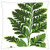 LESGAULEST Throw Pillow Cover -16x16 inch- - Fern Leaf Green Nature Plant Flora Young Leaves