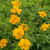 Outsidepride Cosmos Sulphureus Gold - 1000 Seeds