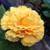Outsidepride Carnation Yellow - 1000 Seeds