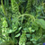 Outsidepride Green Wild Flower Seed Mix - 5000 Seeds