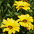 Outsidepride African Daisy Yellow - 1000 Seeds