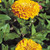 Outsidepride Zinnia Elegans Lilliput Yellow - 1000 Seeds