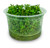 Joshs Frogs Rotala rotundifolia Green in-Vitro Tissue Culture