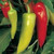 Hungarian HOT Wax/Banana Pepper Capsicum Annuum Yellow - Red Veggie jocad -300 Seeds-
