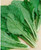 Tendergreen Mustard Green Komatsuna Seeds for Planting 1 G Non-GMO American Seeds Heirloom Brassica rapa VAR. perviridis