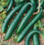 Davids Garden Seeds Cucumber Slicing Green Dragon Burpless 9821 -Green- 25 Non-GMO Hybrid Seeds