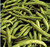 Bean Seed Commodore Bush Heirloom 20 Plus Seeds Non GMO Green Beans