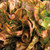 Burpee Four Seasons Lettuce Seeds 500 seeds