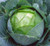 NIKA SEEDS - Vegetable Cabbage Green Late - 100 Seeds
