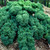 Dwarf Blue Curled Scotch Kale - 1 g ~250 Seeds - Heirloom Open Pollinated Non-GMO Farm  and  Vegetable Gardening  and  Micro Greens Seeds