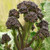 Early Purple Sprouting Broccoli - 1 g ~250-350 Seeds - Heirloom Open Pollinated Non-GMO Farm  and  Vegetable Gardening  and  Micro Greens Seeds