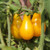 Yellow Pear Tomato Seeds ~25 Seeds - Heirloom Open Pollinated Non-GMO Farm  and  Vegetable Gardening Seeds
