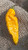 Yellow Bhut Jolokia Heirloom Ghost Pepper Premium Seed Packet  Plus More Yellow Bhut Jolokia Heirloom Ghost Pepper Premium Seed Packet  Plus More